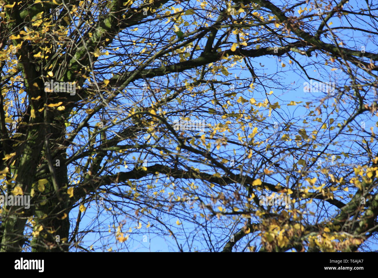 Arbre d'automne contre le ciel bleu Banque D'Images