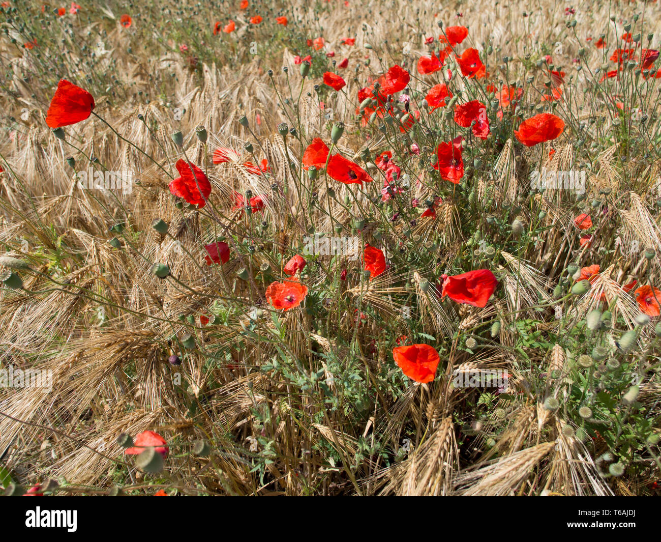 Fleurs de pavot rouge dans un champ de blé, Papaver rhoeas Banque D'Images