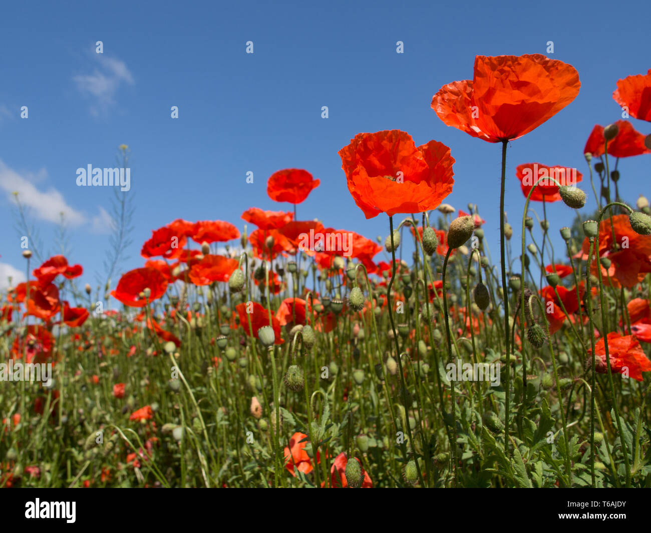 Fleurs de pavot rouge dans un champ de blé, Papaver rhoeas Banque D'Images