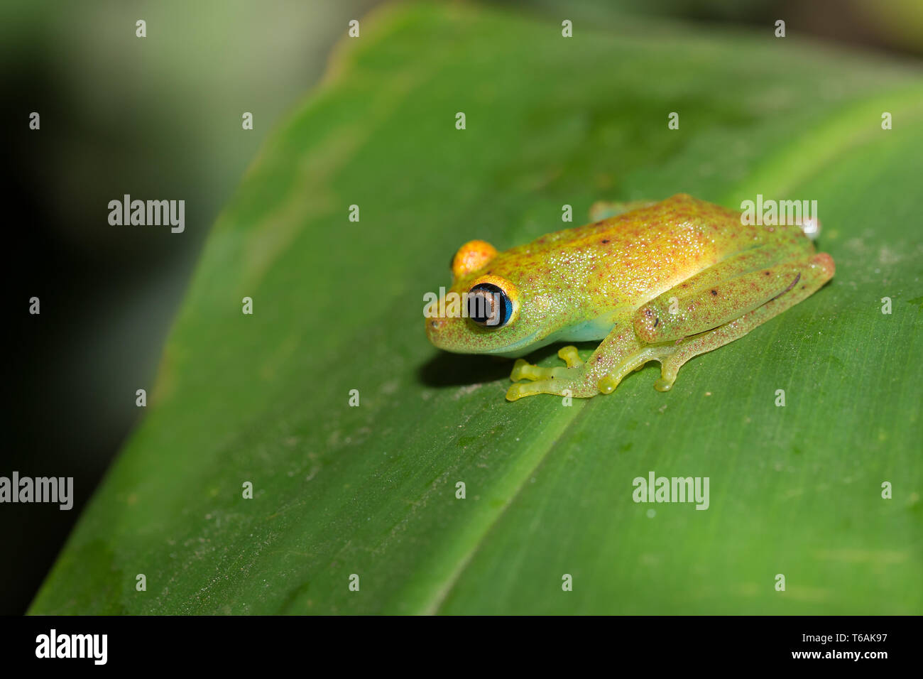 Aux yeux brillants vert grenouille, Andasibe Madagascar Banque D'Images