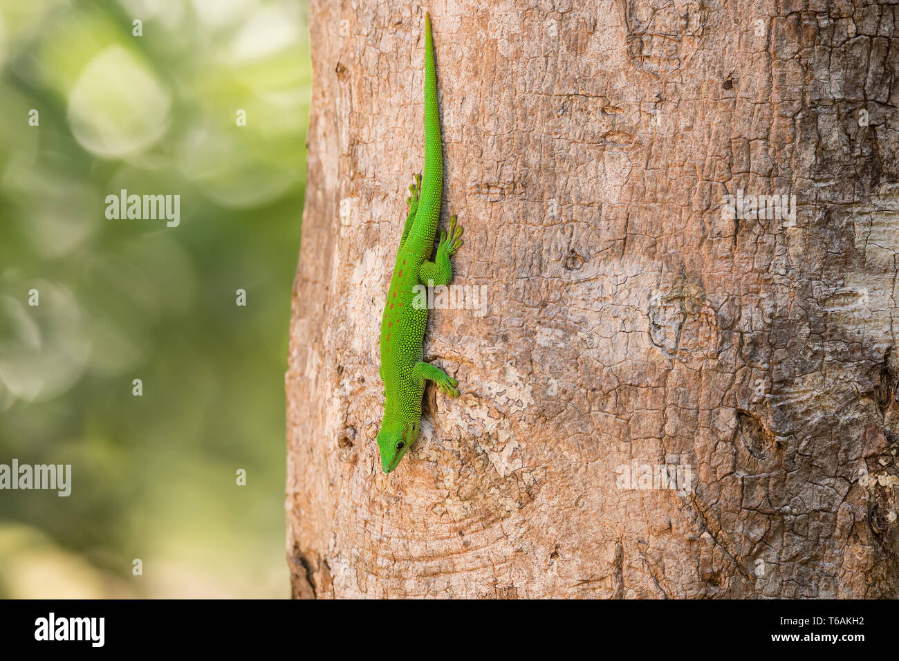 Phelsuma madagascariensis day gecko, Madagascar Banque D'Images