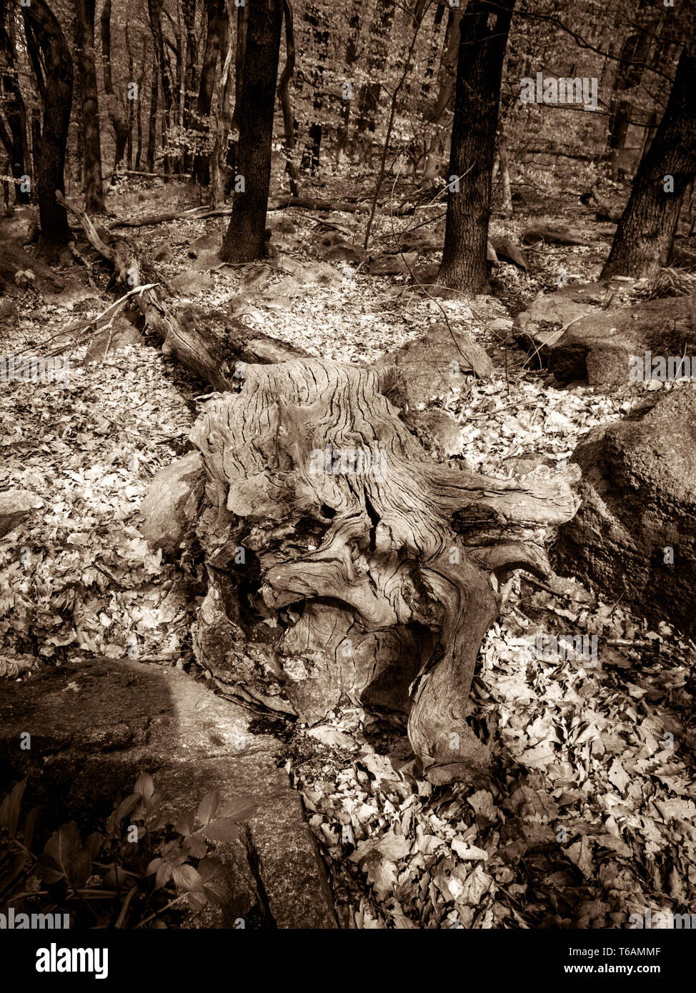 Arbre tombé dans la forêt. Banque D'Images