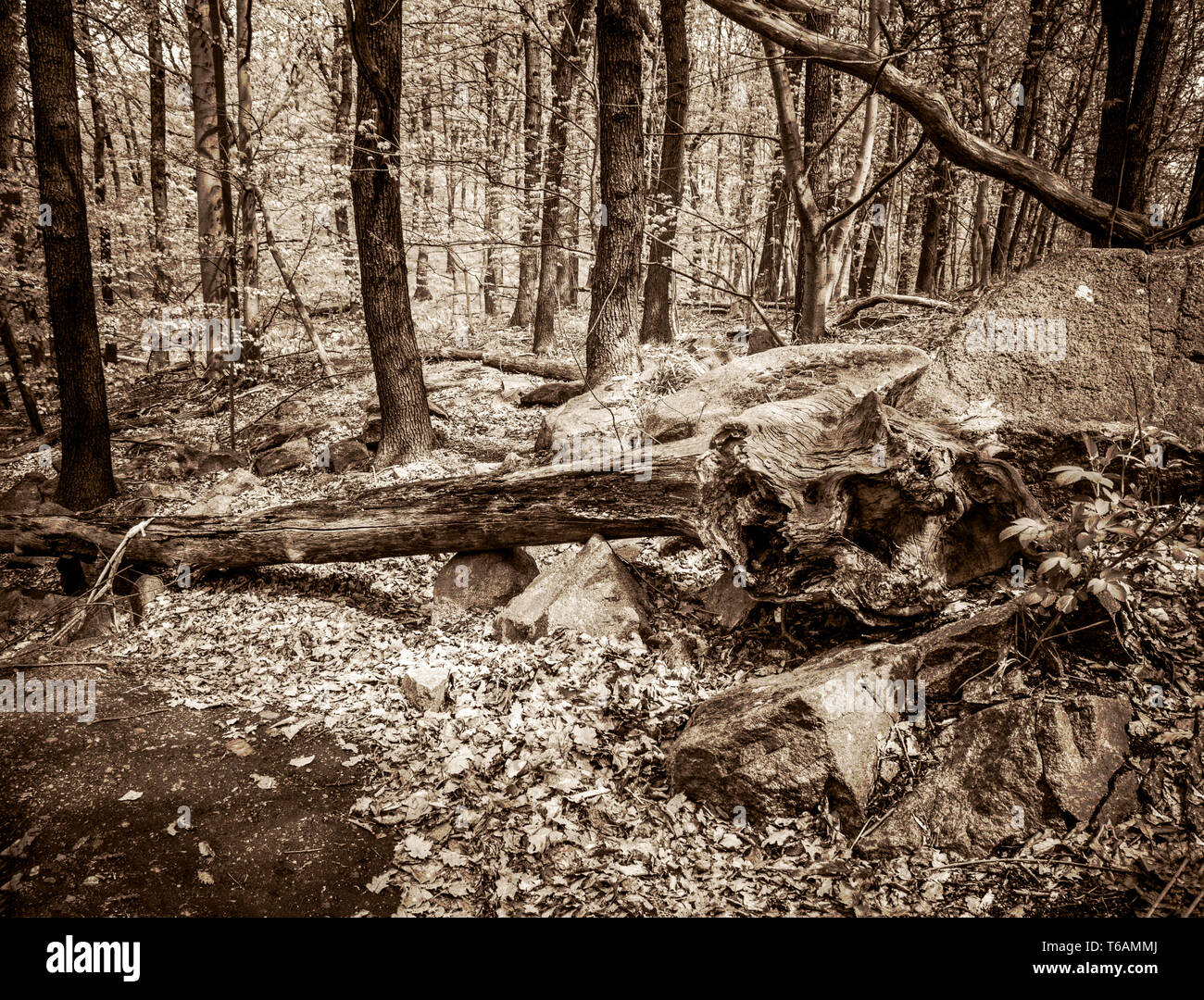 Arbre tombé dans la forêt. Banque D'Images