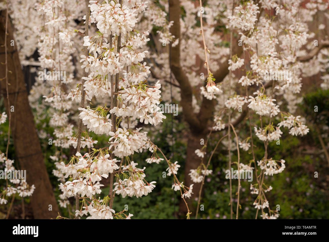 Pendant la floraison des cerisiers en fleur au pic de son cycle est suspendu à des branches aérées avec des fleurs de couleur rose ou blanc arbre Prunus Banque D'Images