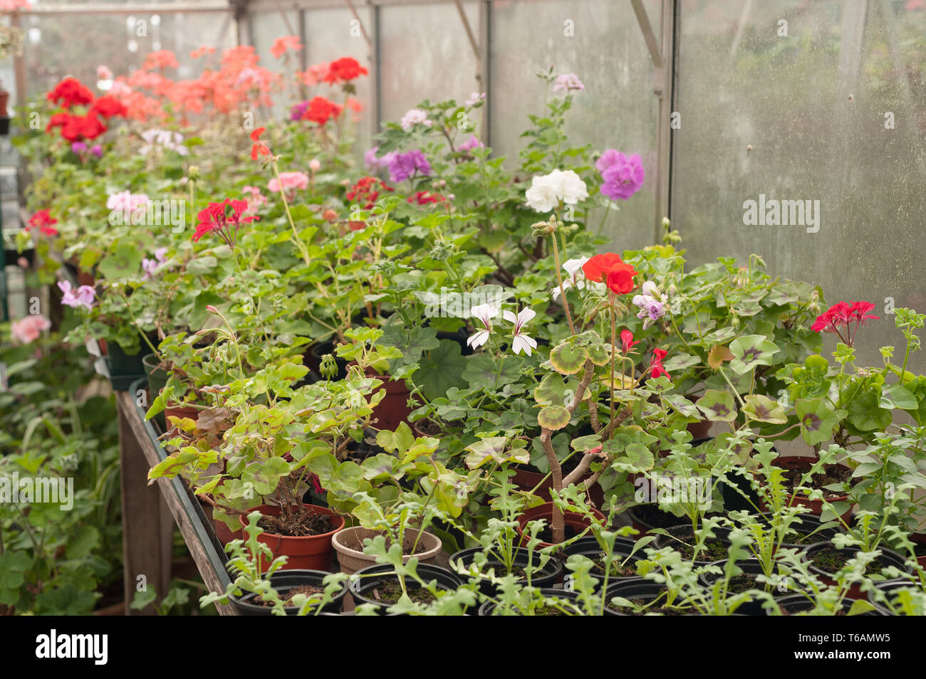 Serre chauffée forçant jardiniers récolte de fleurs, plantes d'être prêt pour le début de l'émission et la plantation dans le jardin en avril où la menace de frost Banque D'Images