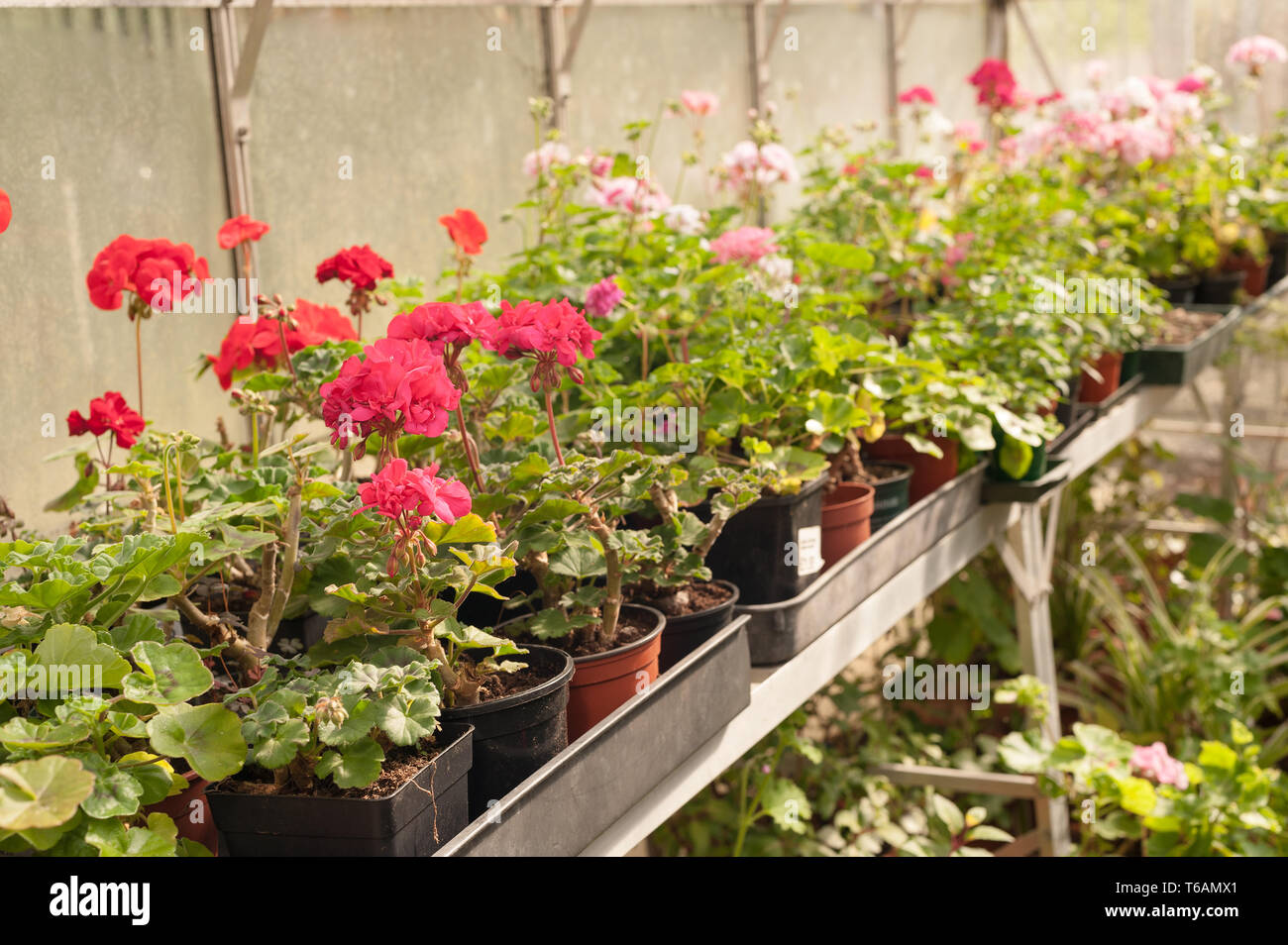 Serre chauffée forçant jardiniers récolte de fleurs, plantes d'être prêt pour le début de l'émission et la plantation dans le jardin en avril où la menace de frost Banque D'Images