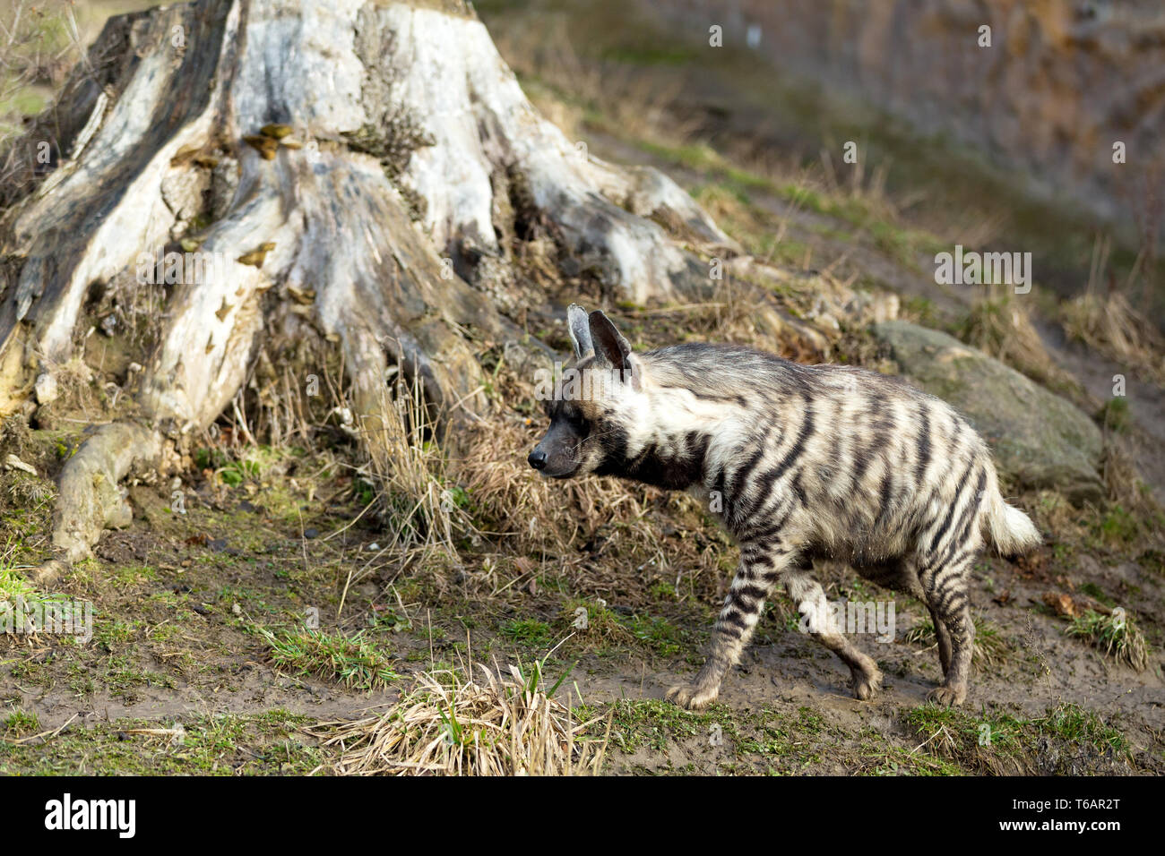 hyene raye banque d image et photos alamy