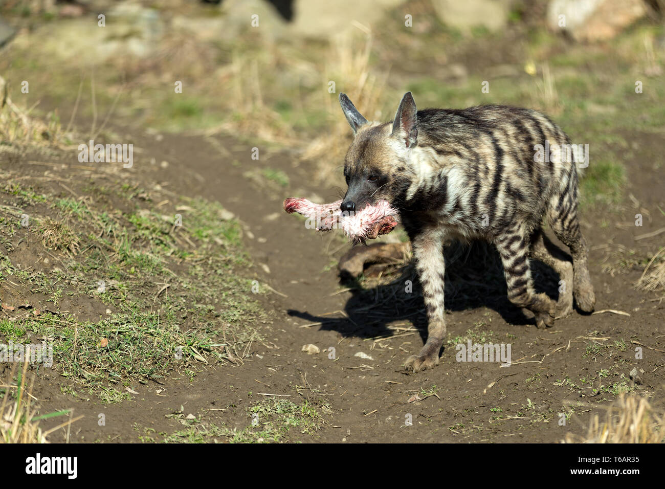 hyene raye banque d image et photos alamy