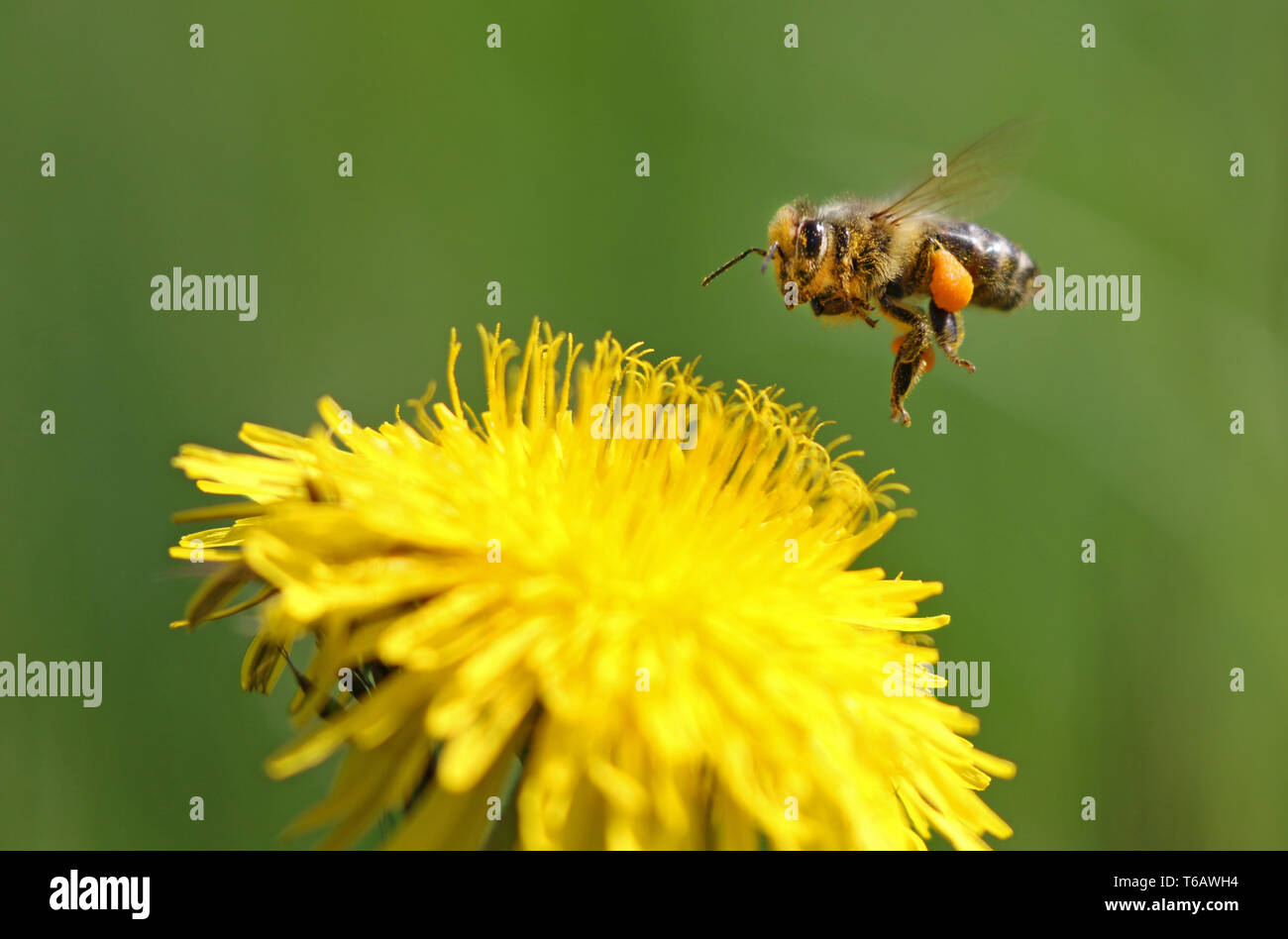 Prairie pissenlit au printemps, Taraxacum officinale, Germany, Europe Banque D'Images