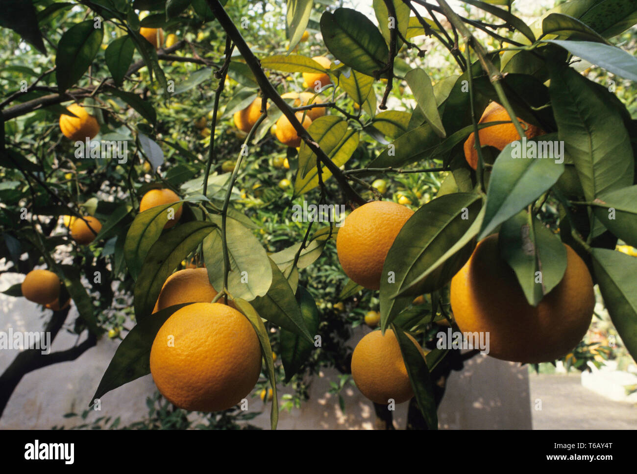 Les oranges, de l'alimentation, Sicile (Sicile), Italie Banque D'Images