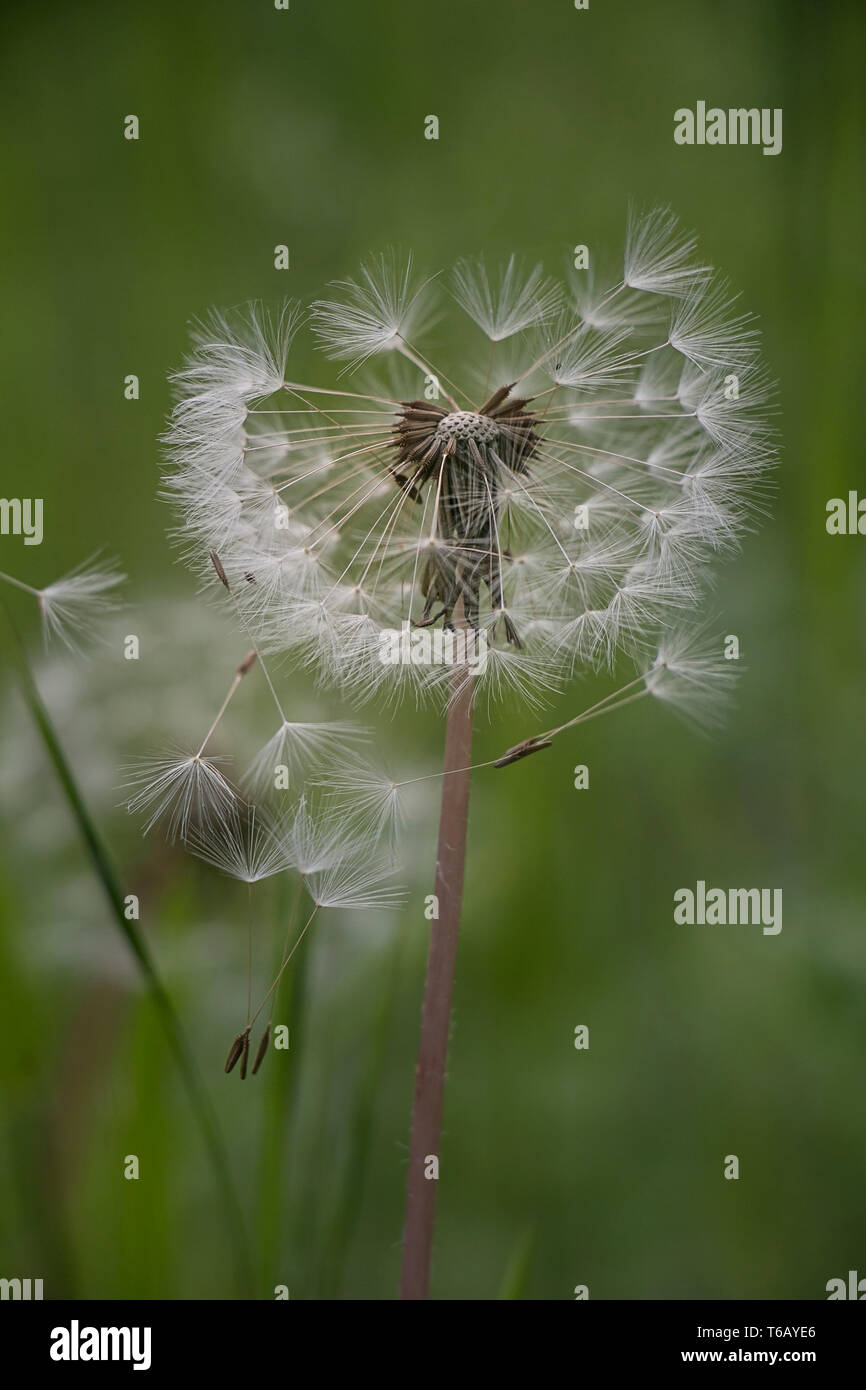 Graines de pissenlit dans la lumière du soleil du matin souffle loin sur un fond vert frais Banque D'Images
