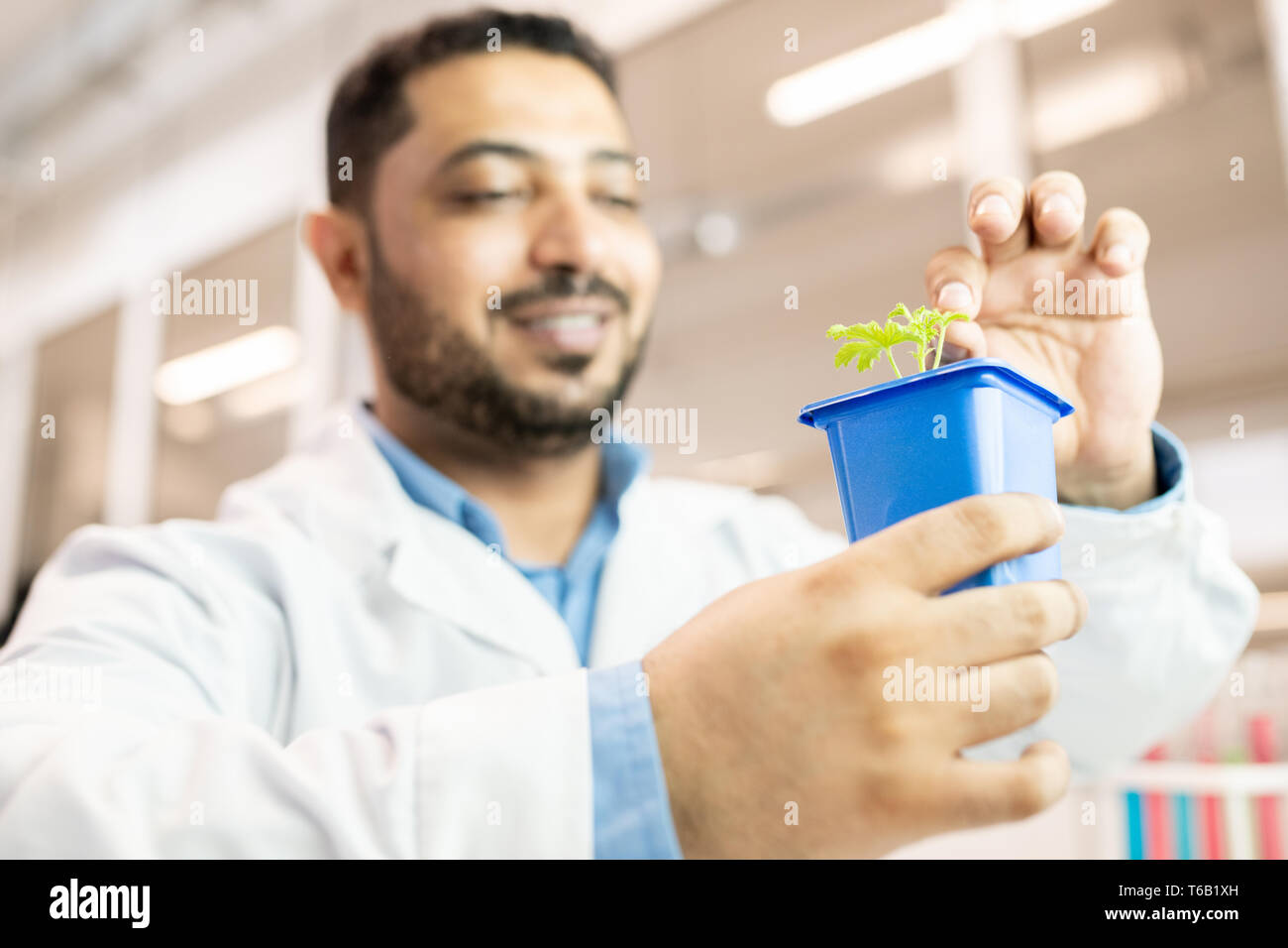 Technologue de semences de plantes de l'examen Banque D'Images