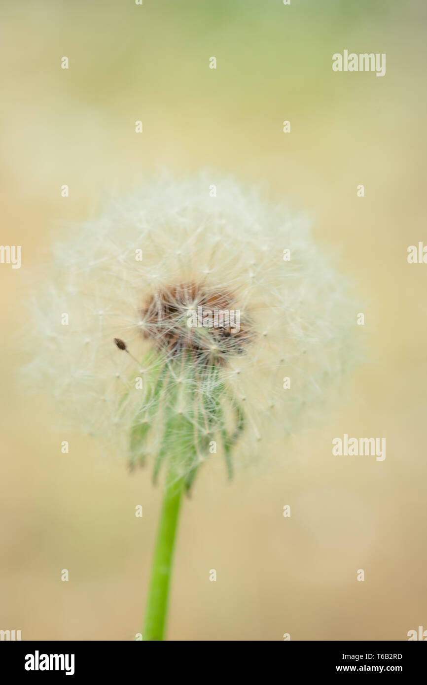 Pissenlit fleur ronde fluffy dans Spring garden, macro Banque D'Images