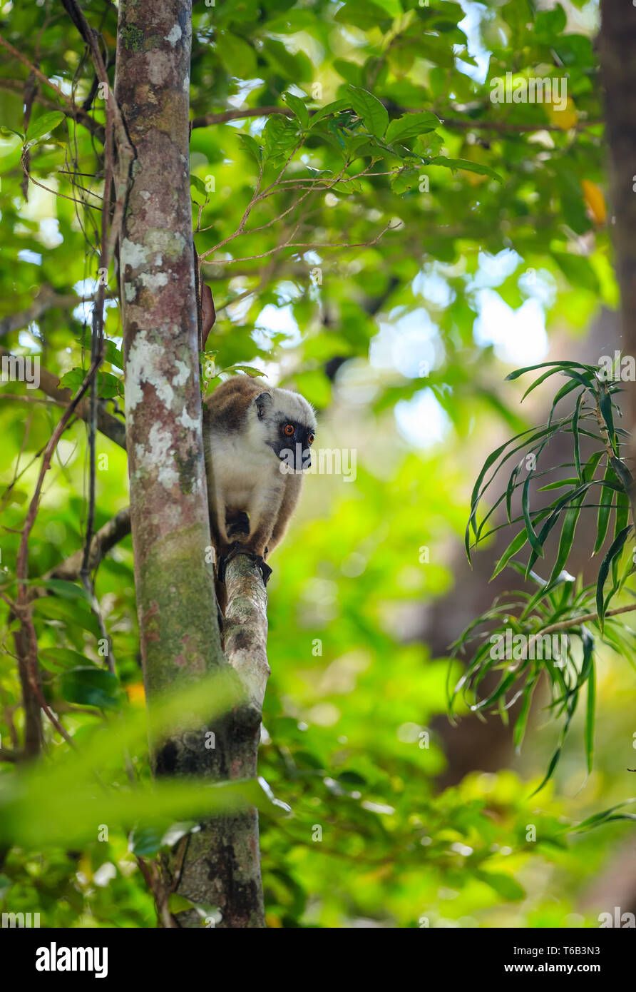 Lémurien à tête de la faune de Madagascar Banque D'Images