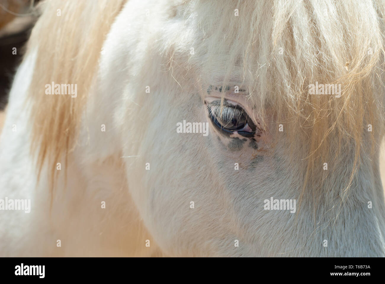 Détail de l'œil d'un jeune cheval aux cheveux blancs sur une journée ensoleillée Banque D'Images