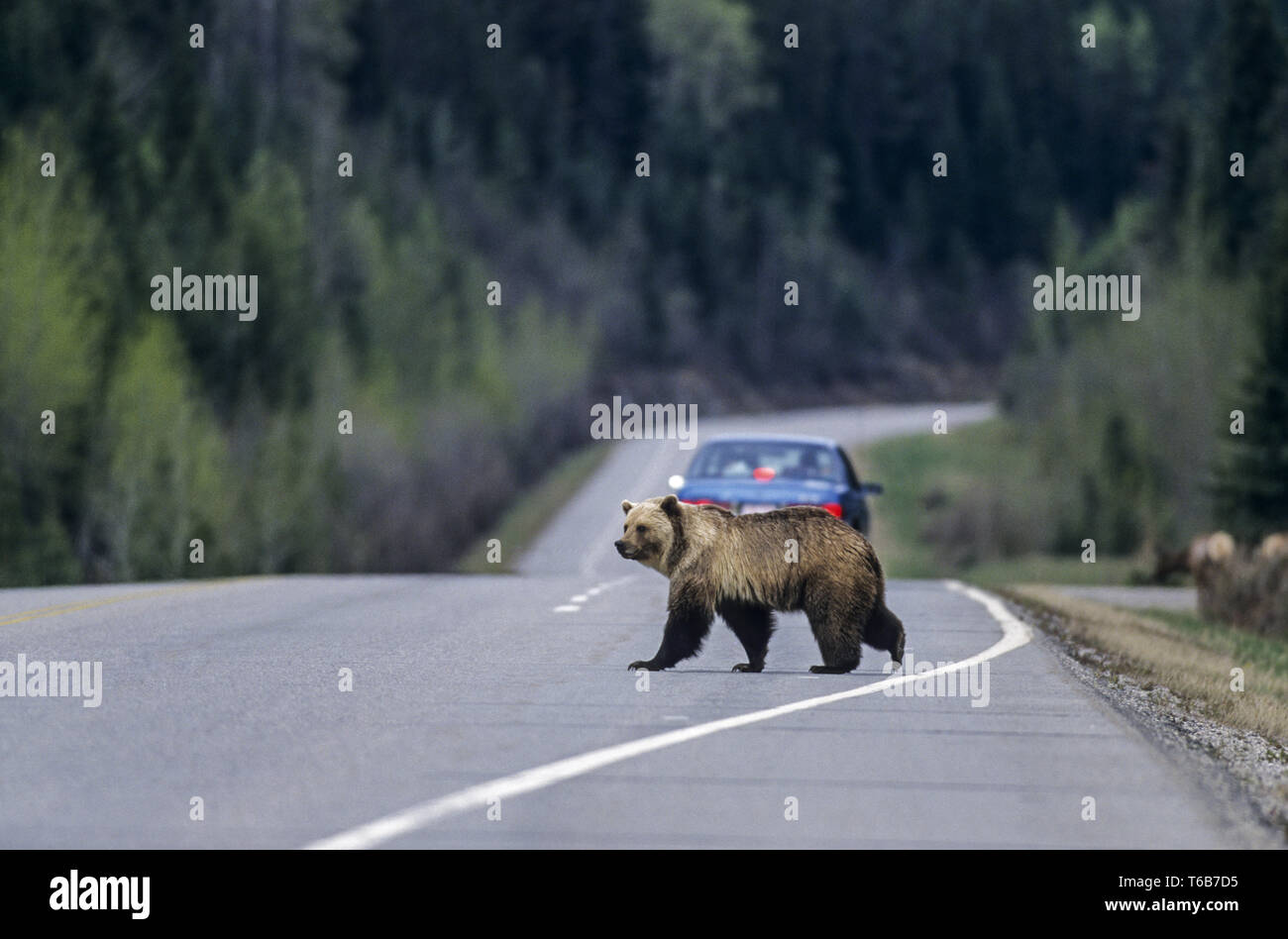 Ursus arctos horribilis, grizzli, l'Alaska Alaska Banque D'Images