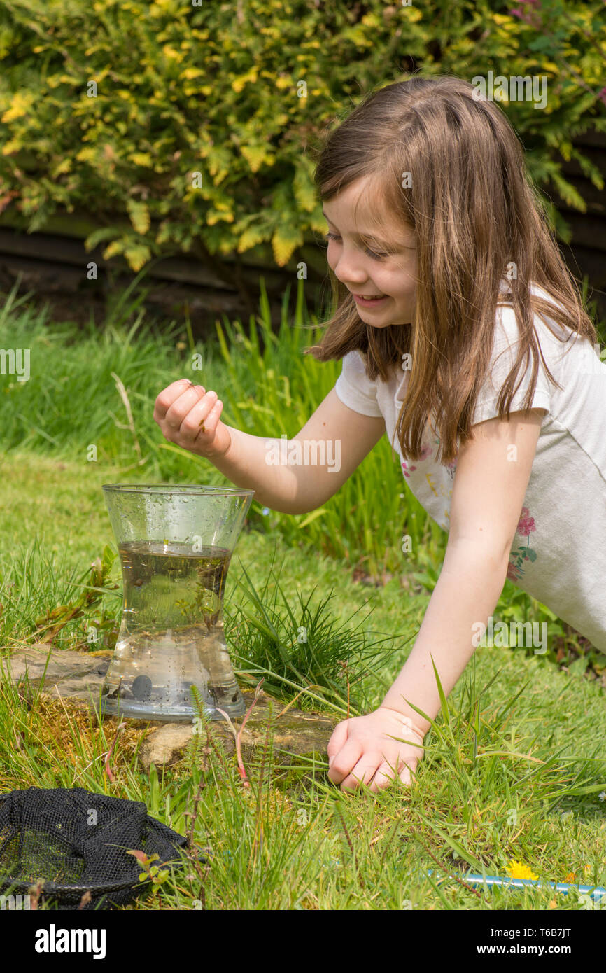 Jeune fille, âgée de huit ans, étang trempage, attraper la vie de l'étang, les têtards, les larves de libellules, en net, et de les mettre en pot, jardin, étang de la faune Banque D'Images