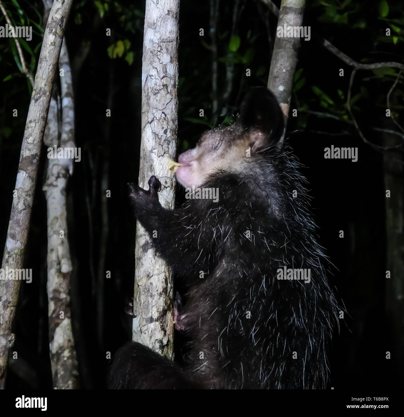 Portrait de nuit de Daubentonia madagascariensis Aye-Aye aka lemur, région Atsinanana à Madagascar Banque D'Images