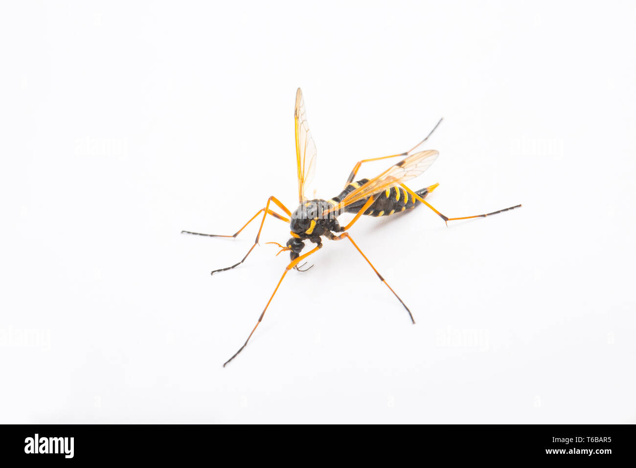 Un exemple de Nephrotoma crocata photographié sur fond blanc. Nord Dorset Angleterre GB Banque D'Images