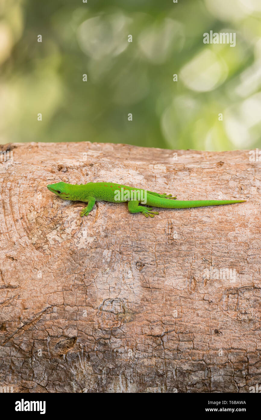 Phelsuma madagascariensis est une espèce de gecko jour Madagascar Banque D'Images