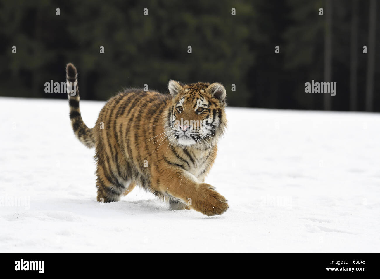Tigre de Sibérie, Panthera tigris tigris Banque D'Images