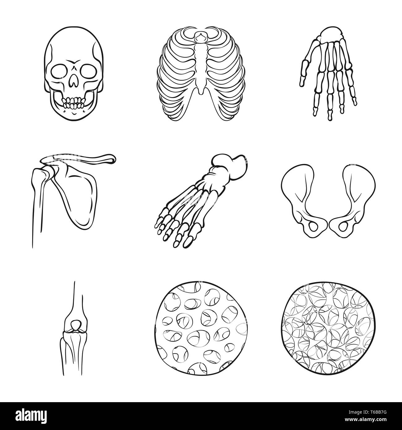 Crâne,rib,poignet,fémur,foot,fibre,hanche,ostéoporose,la mort,la cage,bassin,cheville,joints,sain,osseuses,cell,horreur,body,avant-pied,bras,chirurgie,épithélium conjonctif,tibia,tatouage,dos,carpe,jambe,médecine,clinique,biologie,médical,os,,squelette anatomie,des,organes,,set,icône,,illustration,collection,isolé,design,graphisme,élément signe,ligne,plan,vecteurs vecteur , Illustration de Vecteur