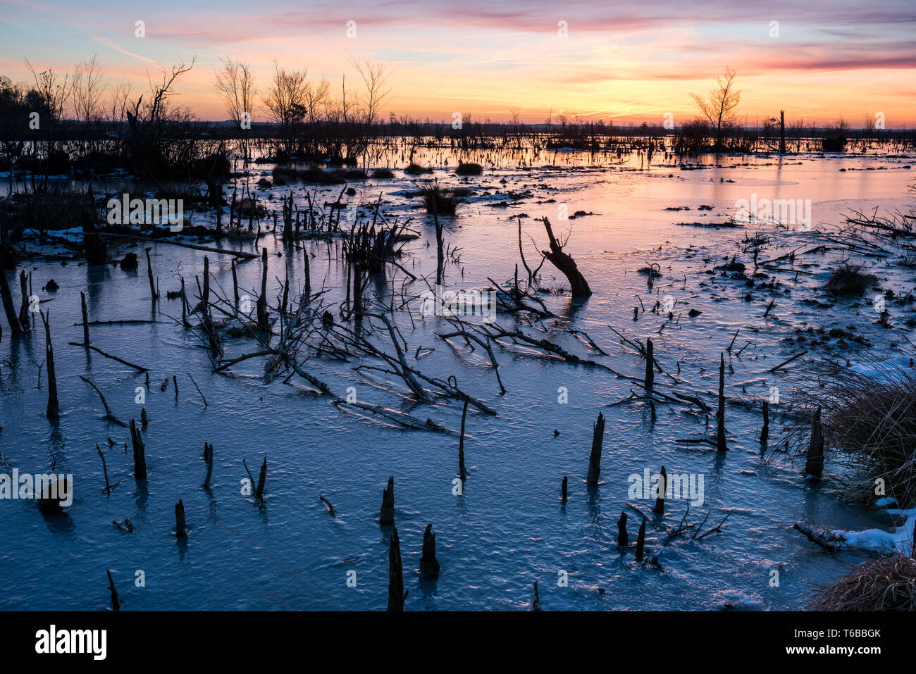 Marsh en Allemagne à l'hiver Banque D'Images