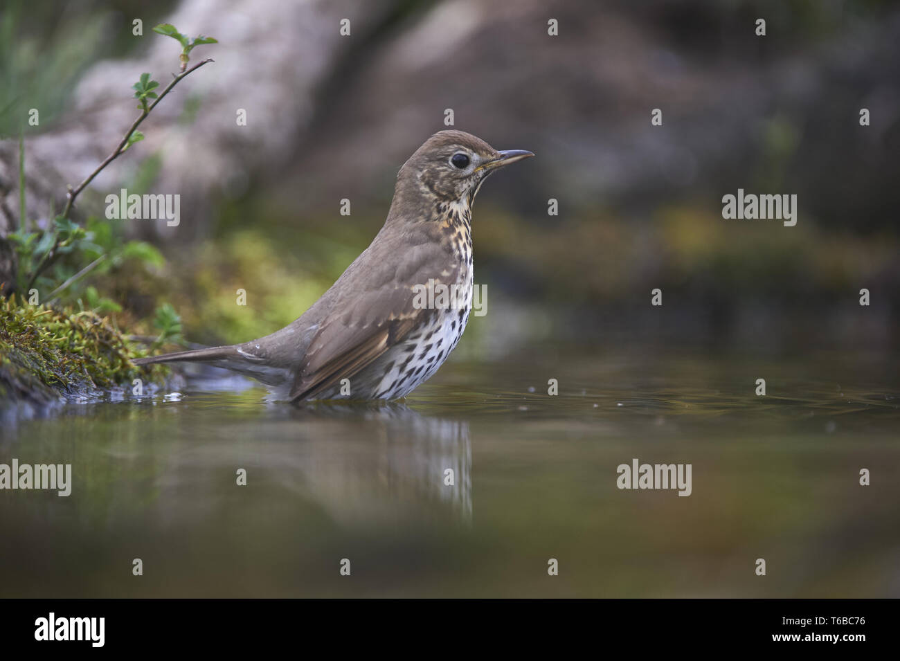 Grande aigrette, Adrea Alba Banque D'Images