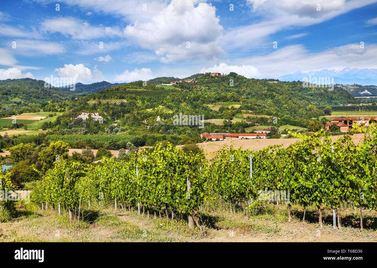 Vignobles du Piémont, Italie Banque D'Images