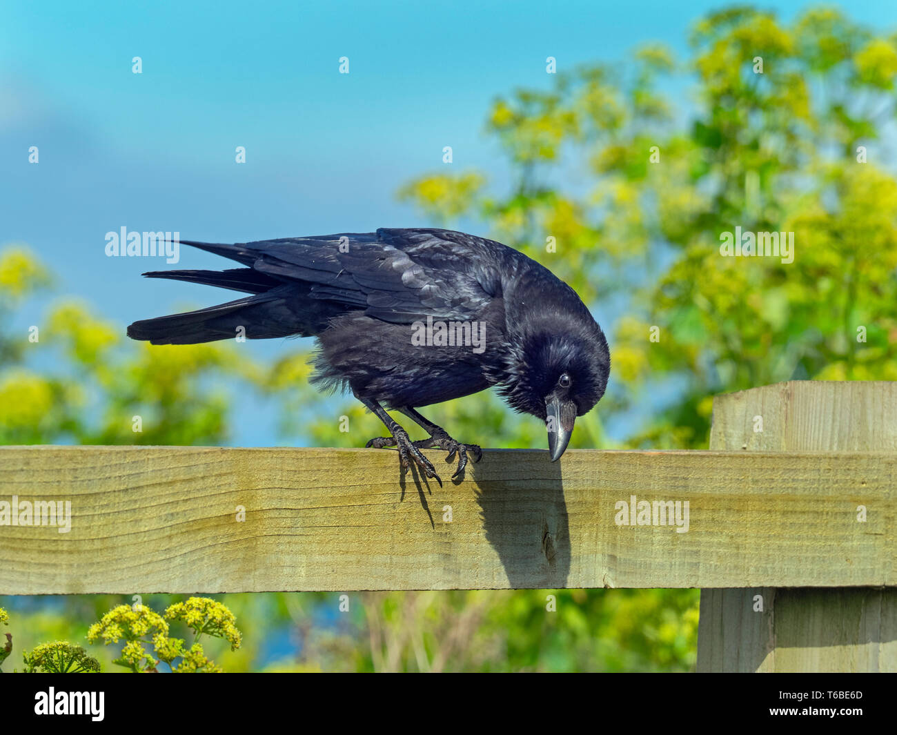 Corneille noire Corvus corone perché sur la clôture du champ Banque D'Images