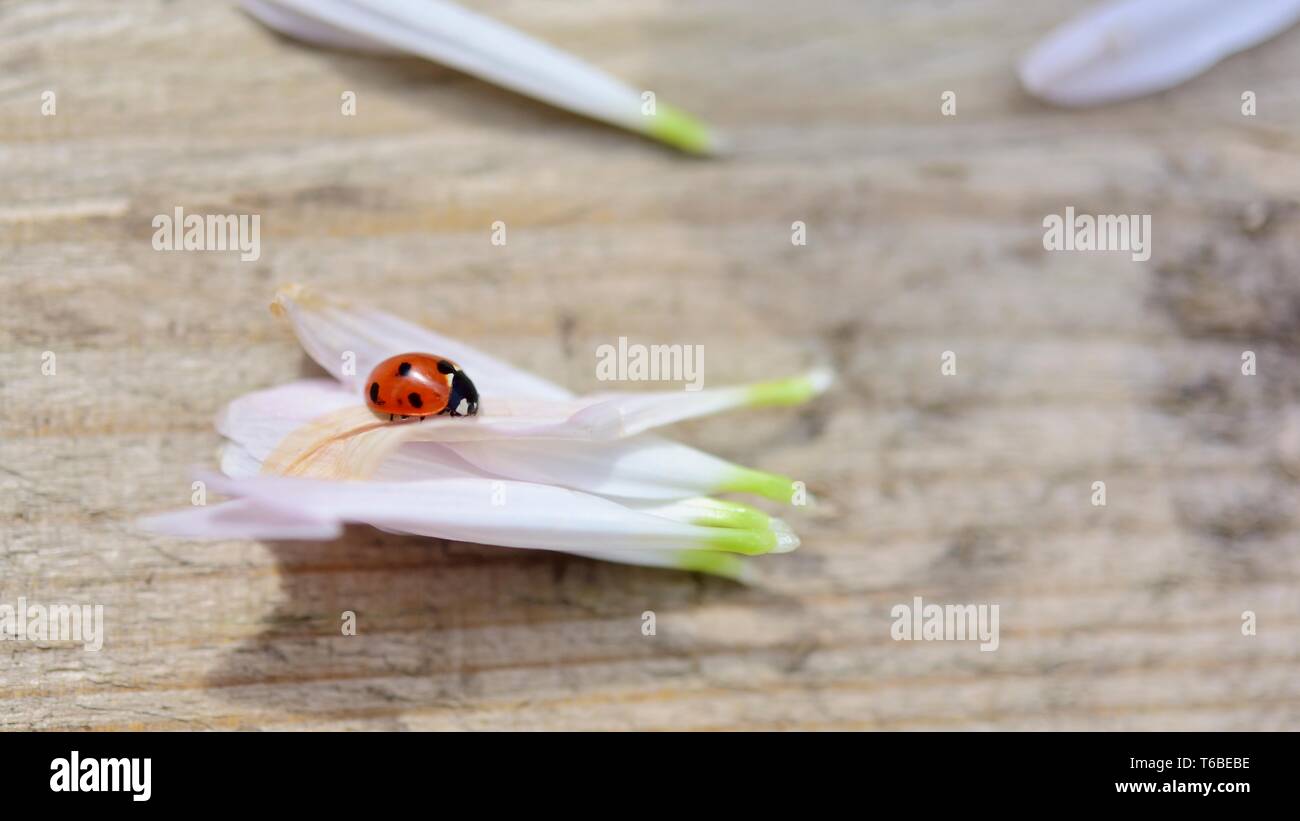 Septempunctata coccinellidae coccinelle,lady bird,coccinelle, Banque D'Images