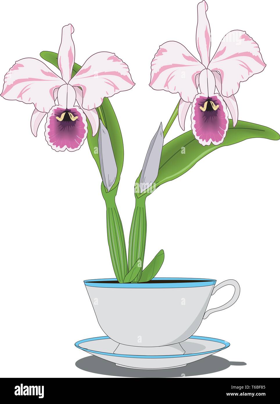 Orchidées dans une tasse Vector Illustration Illustration de Vecteur