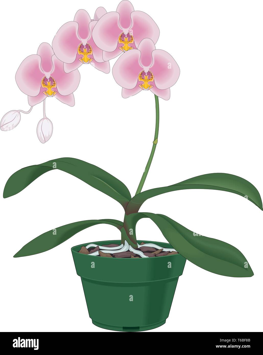 Orchidées Phalinopsis Vector Illustration Illustration de Vecteur