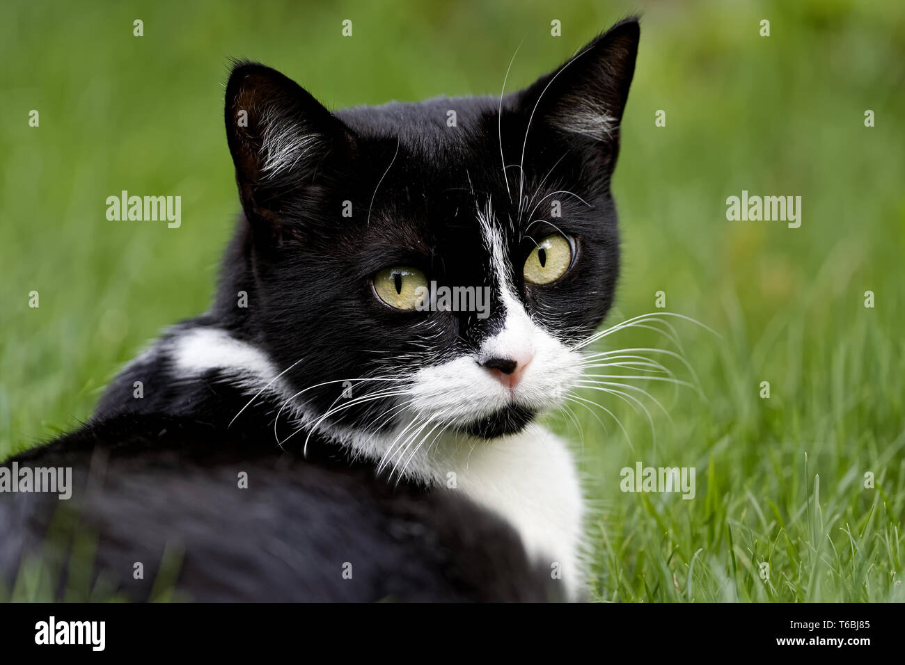 Déco jardin : Chat Gaston Métal - Noir 45 cm - Jardinex - Gamm vert