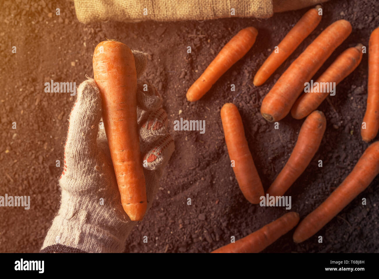 Farmer holding récoltés carotte, Close up de pair avec plus de légumes-racines de la terre de jardin fertile Banque D'Images