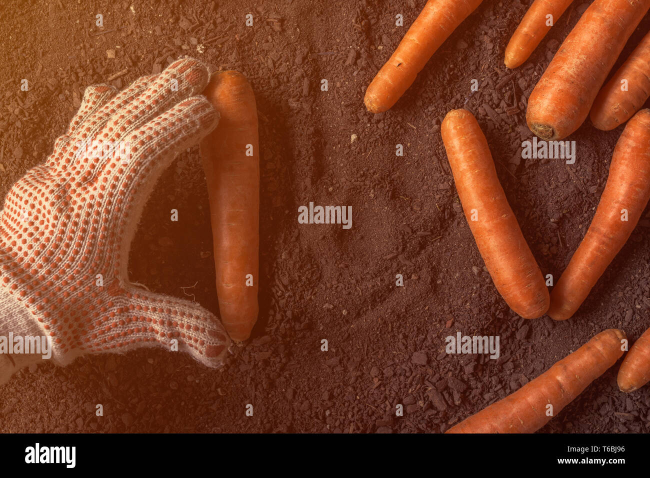 Farmer holding récoltés carotte, Close up de pair avec plus de légumes-racines de la terre de jardin fertile Banque D'Images