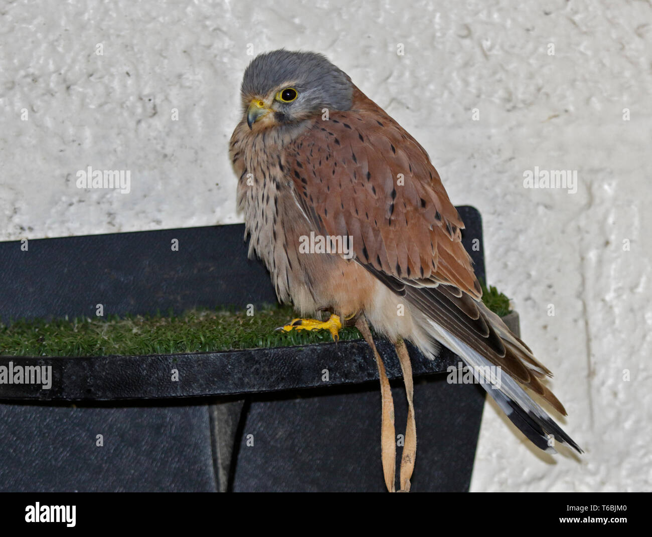 Crécerelle d'Amérique (Falco sparverius) Banque D'Images