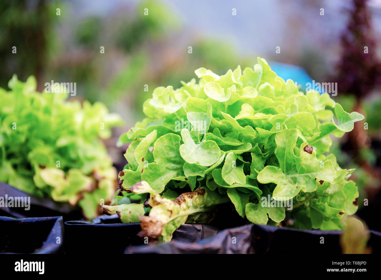 Des légumes en pot sur organique dans ferme à la lumière du soleil. Banque D'Images