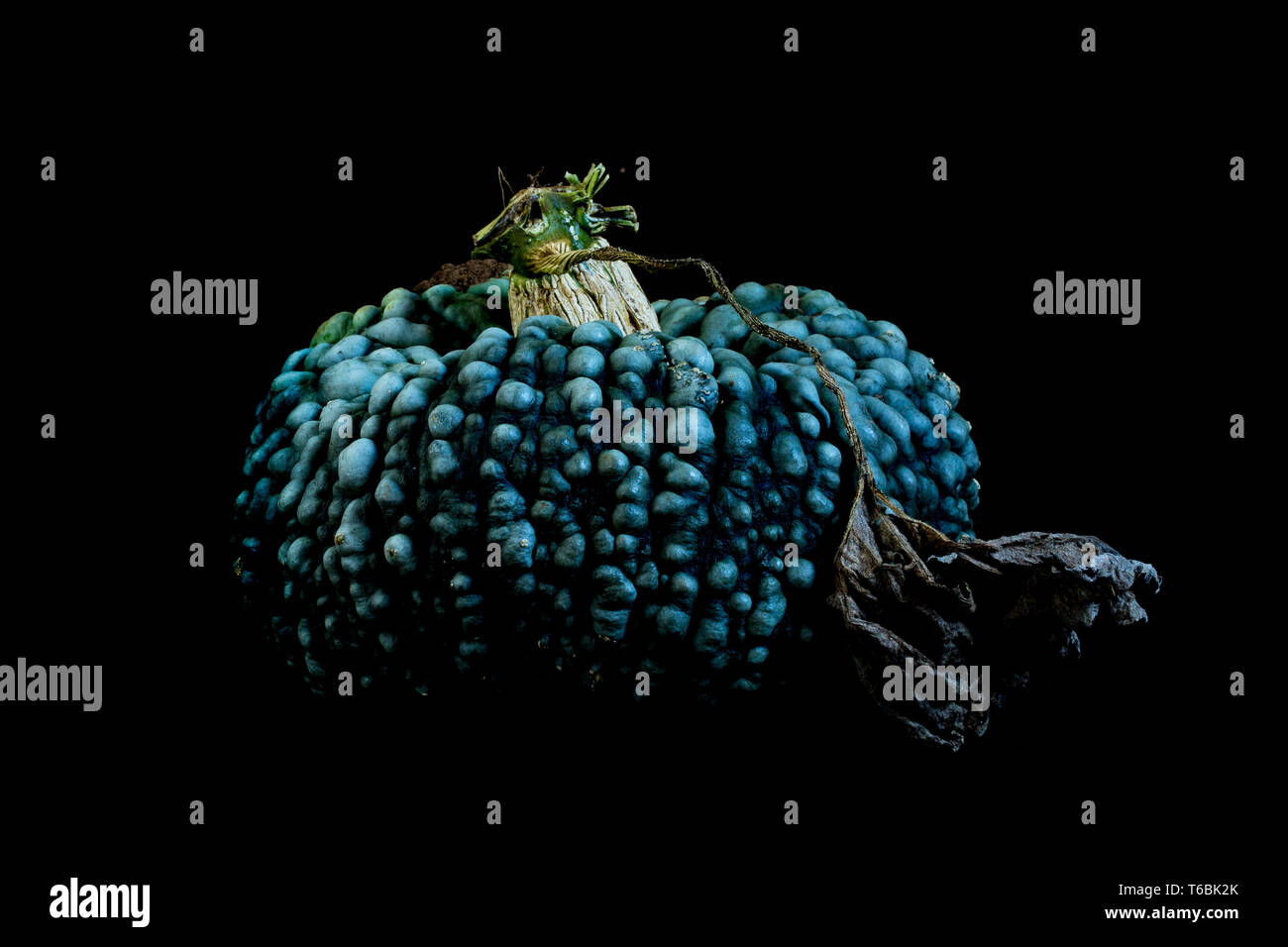 Gros plan d'une dite nodulaire Blue Pumpkin sur fond noir. Banque D'Images