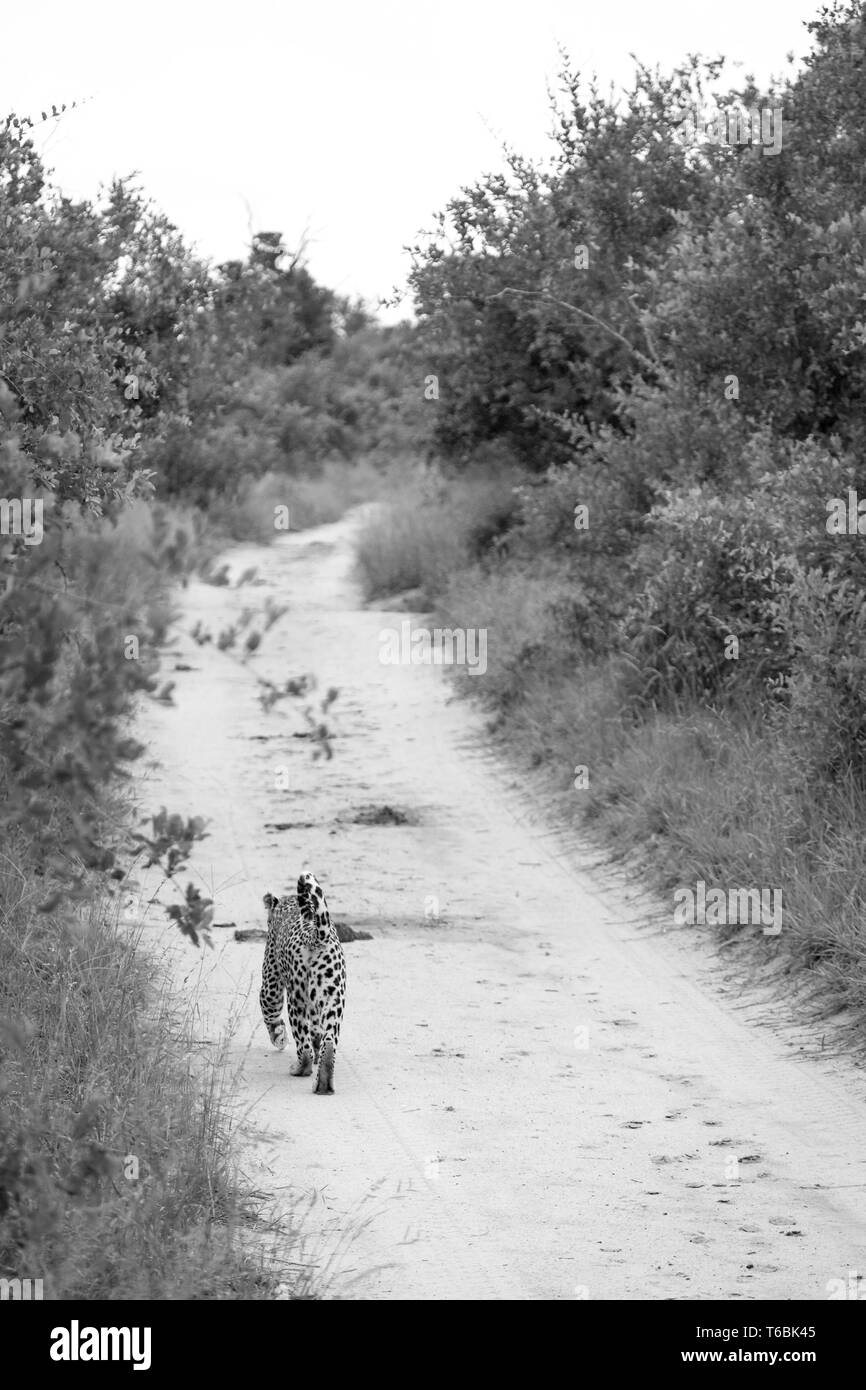 Un léopard, Panthera pardus, s'éloigne sur une voie routière, les buissons de chaque côté, image en noir et blanc Banque D'Images