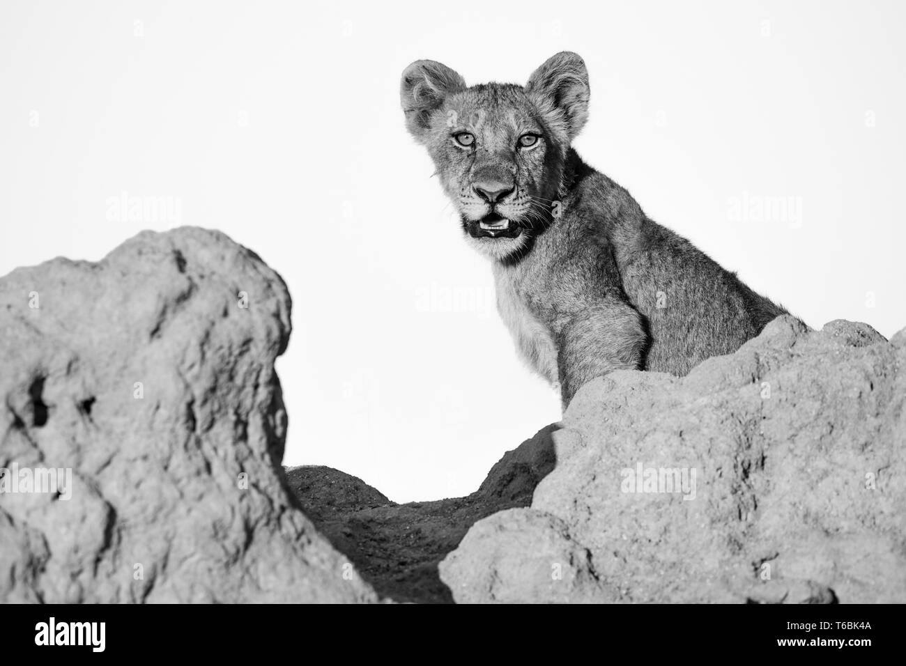 Un lion cub, Panther leo, est assis sur une termitière, regard, bouche ouverte, en noir et blanc Banque D'Images