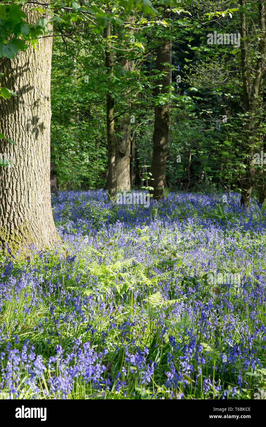 Scène britannique de Worcester capture forestiers de tapis bleu le printemps fleurs : common bluebells (Hyacinthoides non-scripta). Banque D'Images