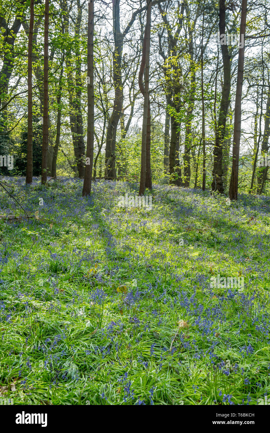 Scène britannique de Worcester capture forestiers de tapis bleu le printemps fleurs : common bluebells (Hyacinthoides non-scripta). Banque D'Images