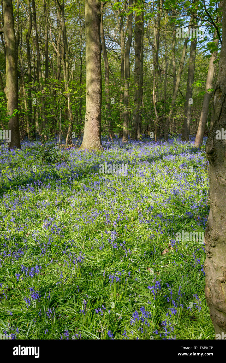 Scène britannique de Worcester capture forestiers de tapis bleu le printemps fleurs : common bluebells (Hyacinthoides non-scripta). Banque D'Images