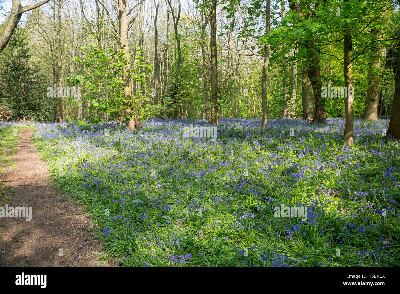 Bluebell Wood, Grande-Bretagne. Cloches anglaises communes (jacinthoides non-scripta) dans les bois naturels du Royaume-Uni. Banque D'Images