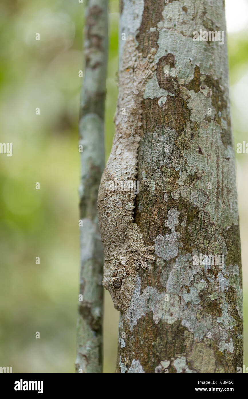 Masque parfaitement gecko à queue de feuille moussu Banque D'Images