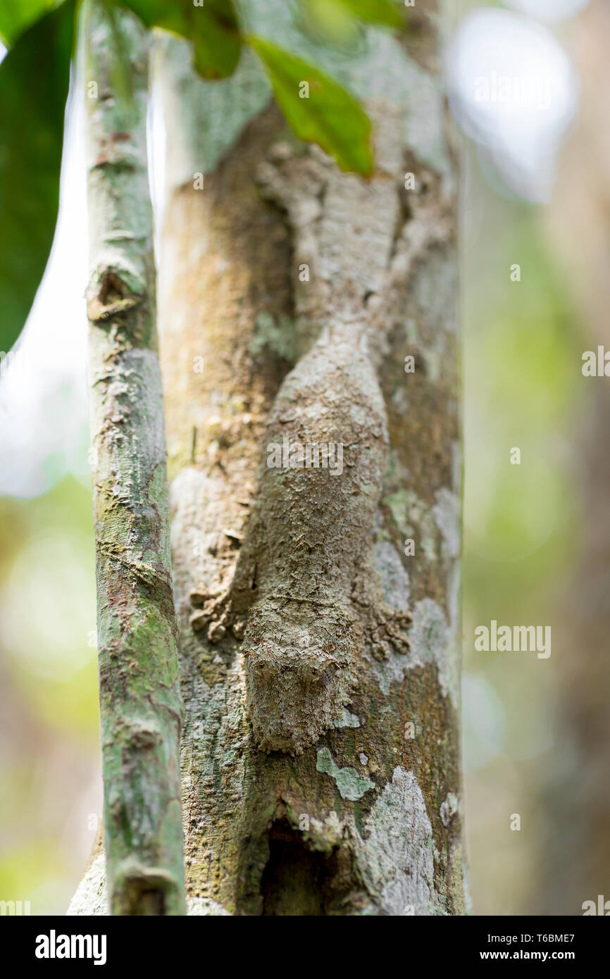 Masque parfaitement gecko à queue de feuille moussu Banque D'Images