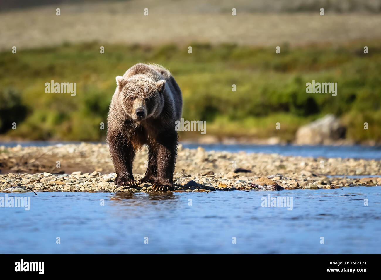 Ursus arctos horribilis, grizzli, l'Alaska Alaska Banque D'Images