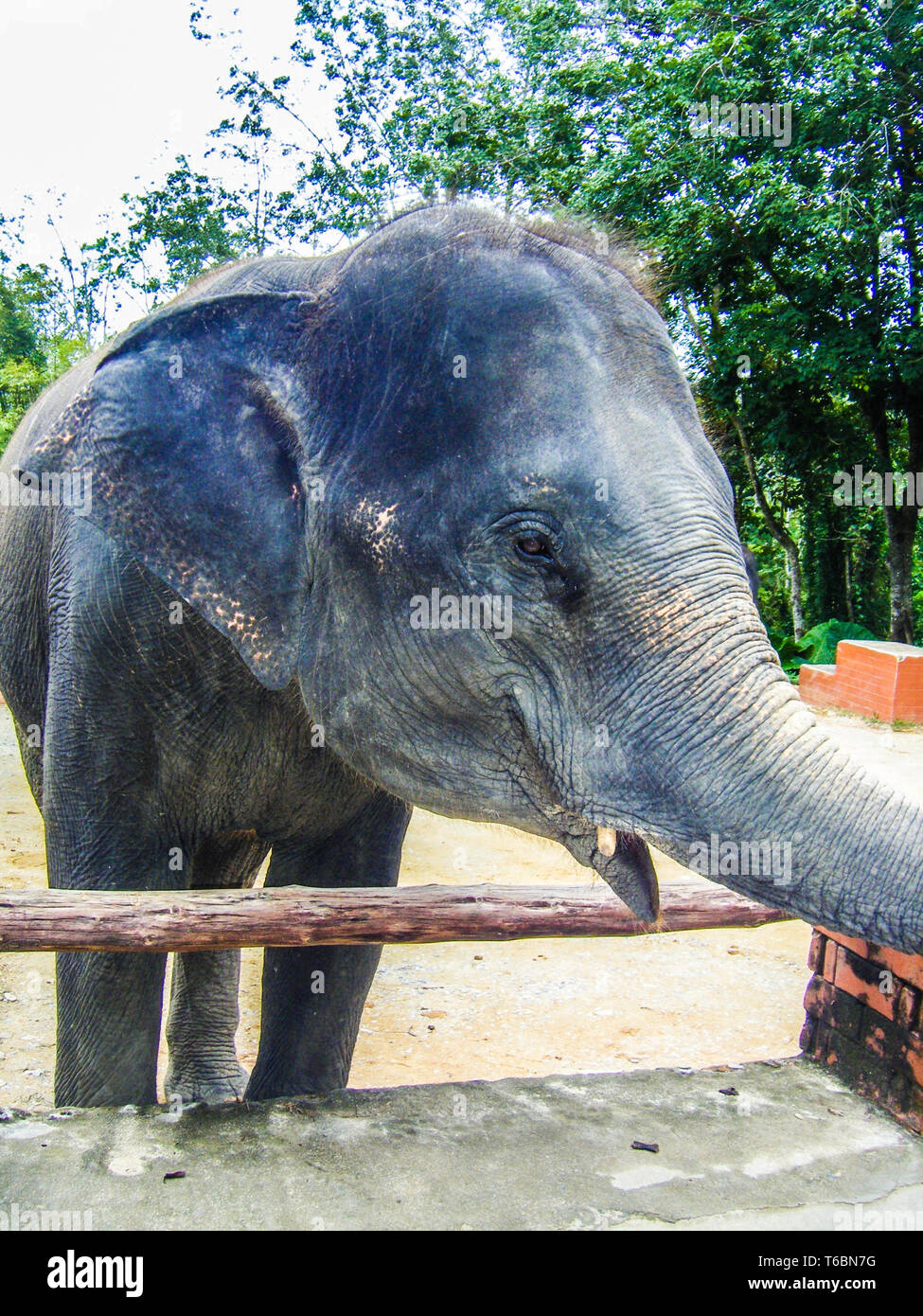 Les jeunes éléphants de Sumatra à la ferme des éléphants. Banque D'Images