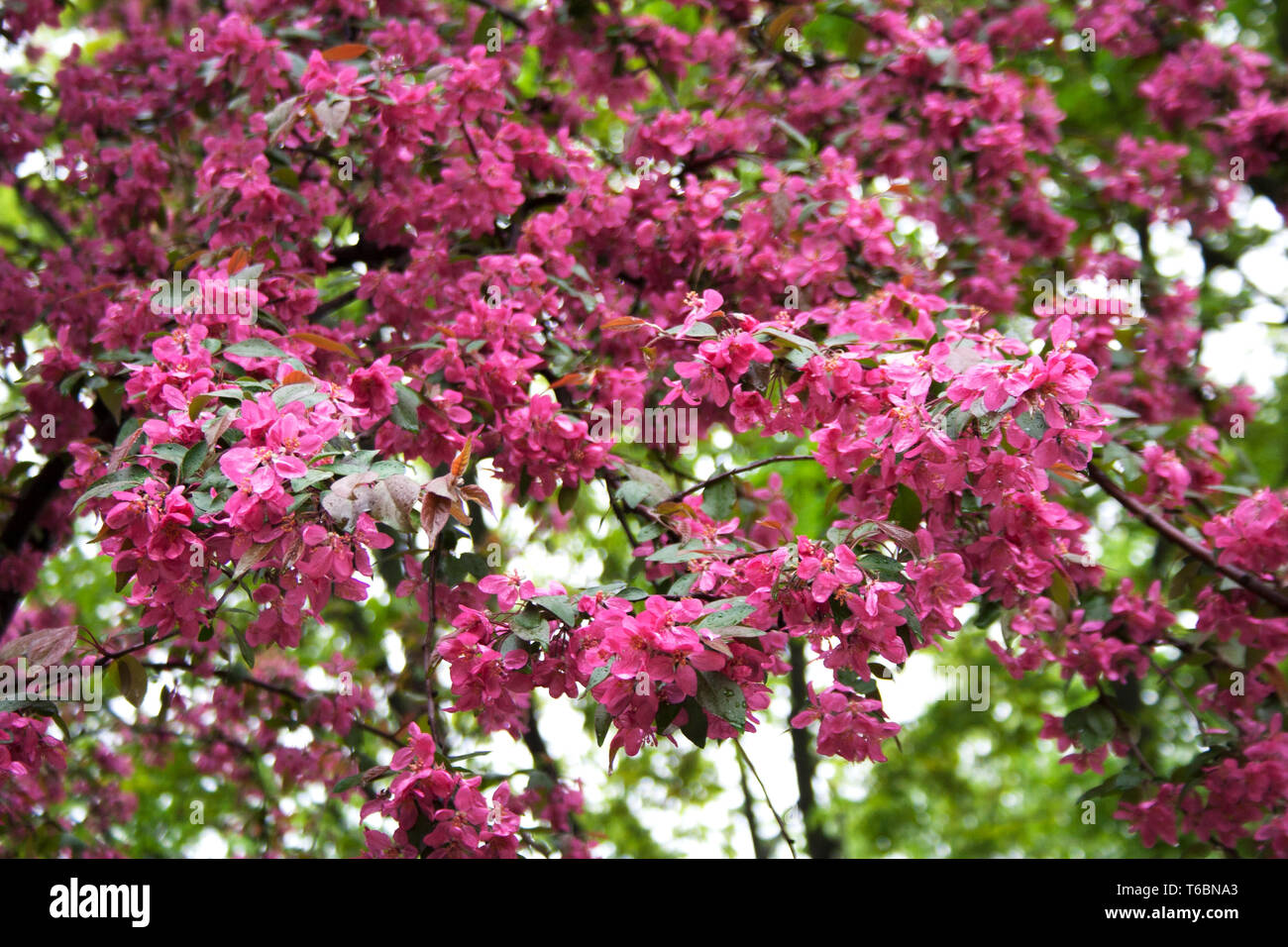 Branche d'arbre avec des fleurs roses fleurs printemps après douche du matin dans un parc public Banque D'Images